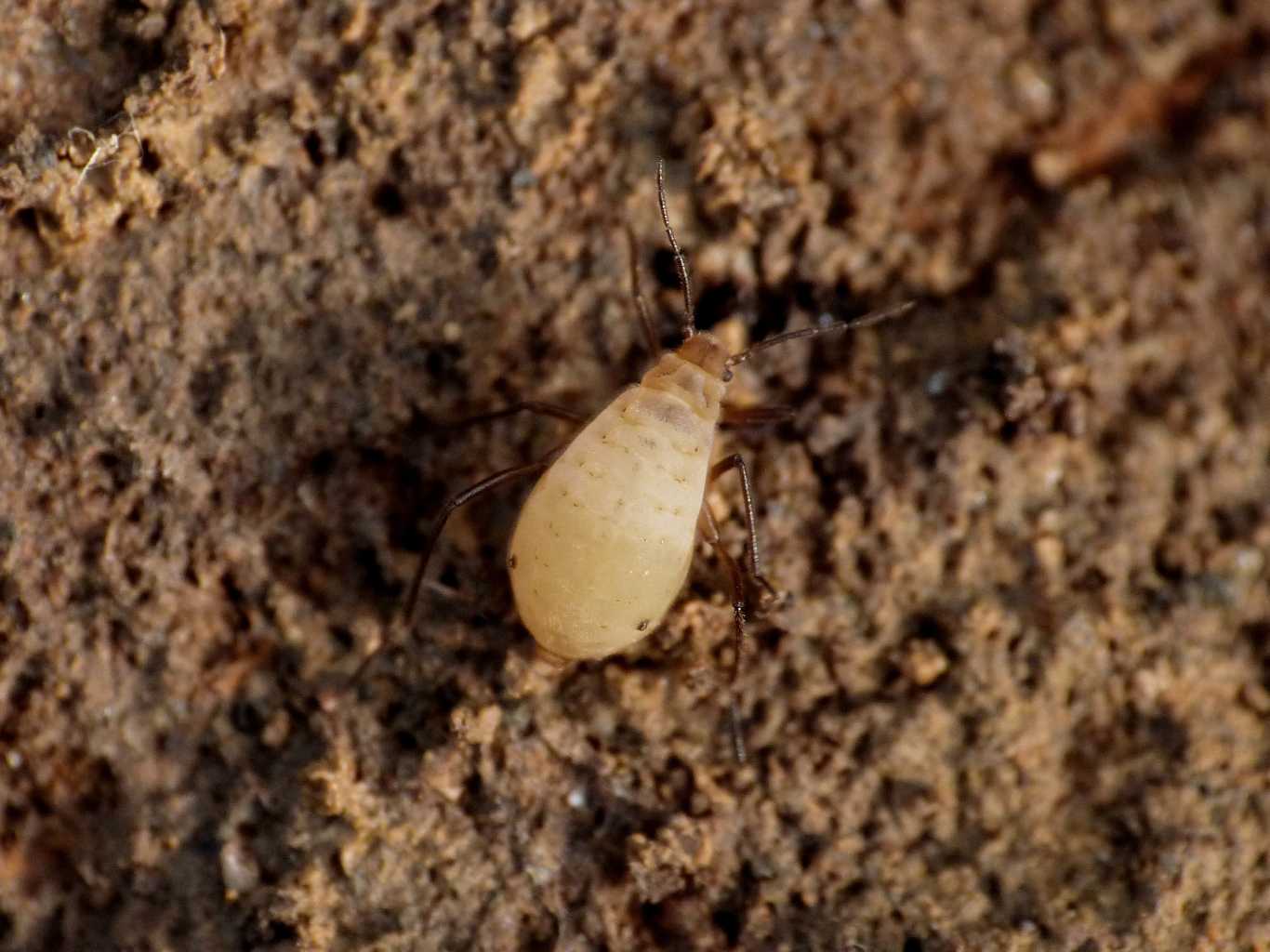 Trama (Neotrama) caudata  con formiche Camponotus aethiops